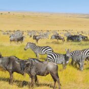 safari tanzania serengeti