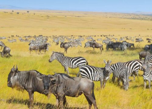 Safari Tanzania: Serengeti Guide, Costs, Best Time & Itineraries
