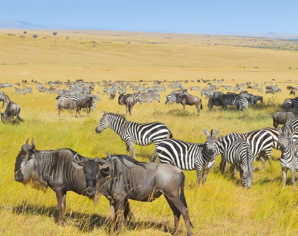 safari tanzania serengeti