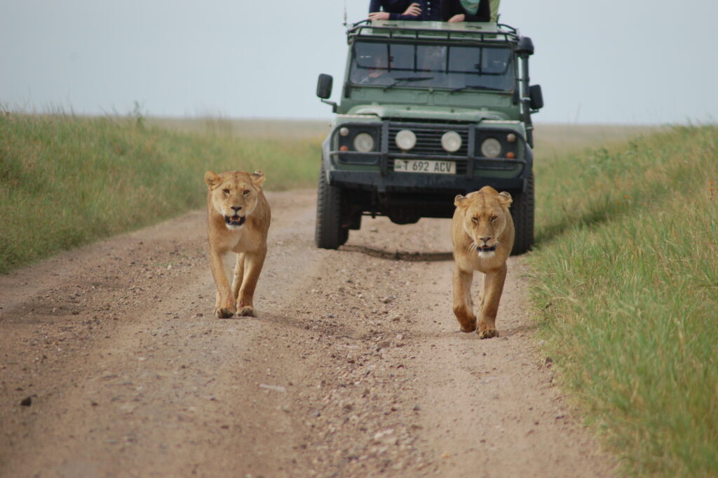 Tanzania Safari & Zanzibar