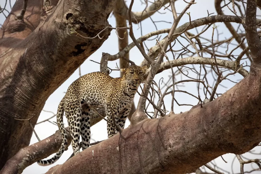 safari vacations in tanzania