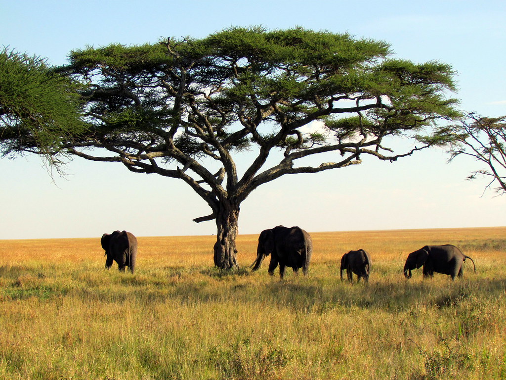 safari vacations in tanzania