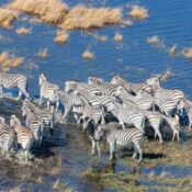 Tanzania Safari & Zanzibar