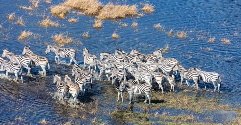 Tanzania Safari & Zanzibar
